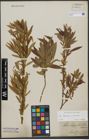 Foto von Salix triandra L. x Salix viminalis L.